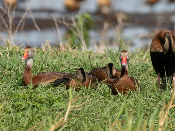 Black-bellied whistling duck (Dendrocygna autumnalis)